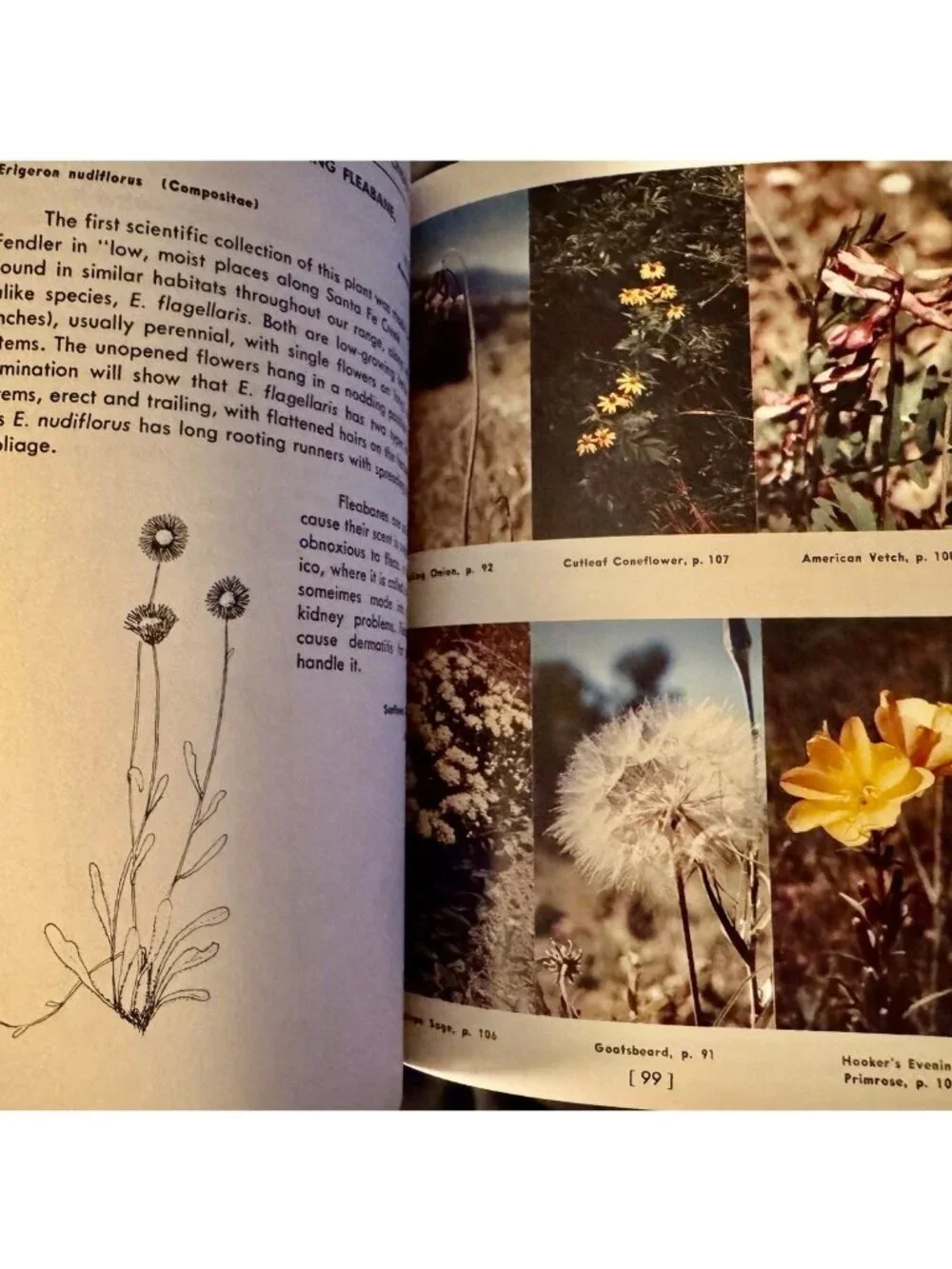 Roadside Plants of Northern New Mexico Gail D. Tierney Phyllis Hughes 1983